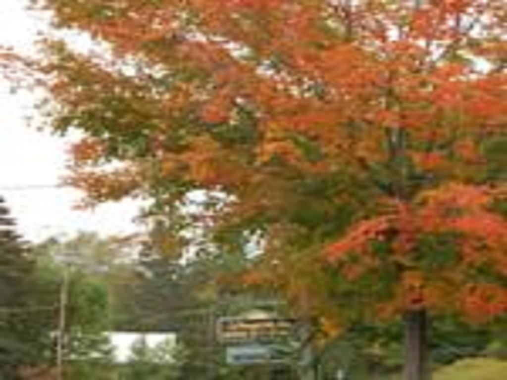 Willoughvale Inn Westmore Newport Εξωτερικό φωτογραφία